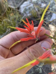 Castilleja linariifolia