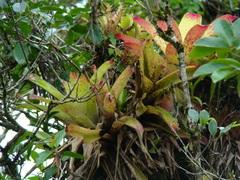 Neoregelia