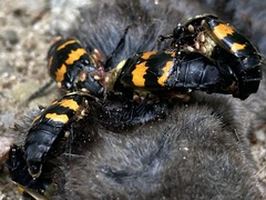 Nicrophorus tomentosus