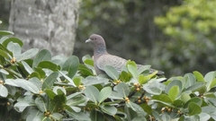 Patagioenas picazuro