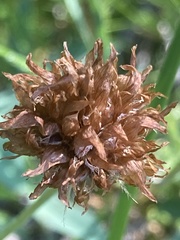 Trifolium longipes