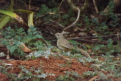 Sicalis flaveola