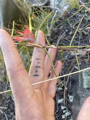 Castilleja linariifolia