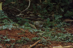 Sicalis flaveola