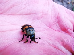 Nicrophorus tomentosus
