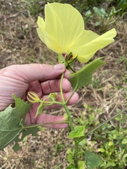 Abelmoschus moschatus