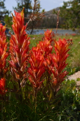 Castilleja miniata