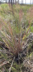 Eragrostis