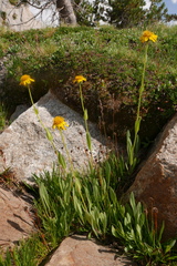 Arnica mollis