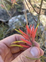 Castilleja linariifolia