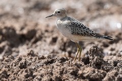 Calidris subruficollis