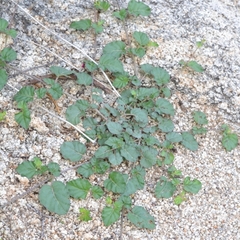 Boerhavia coccinea