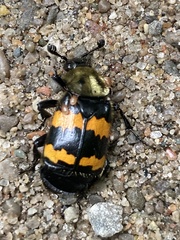 Nicrophorus tomentosus
