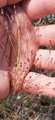 Eragrostis