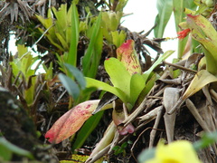 Bromelioideae