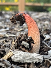 Phallus rugulosus