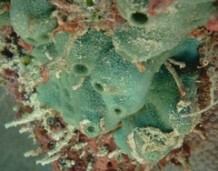 Amphimedon viridis