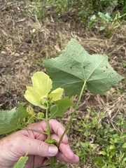 Abelmoschus moschatus