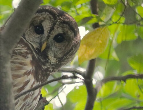 Barred Owl photographed in Georgia