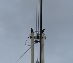 Acridotheres javanicus