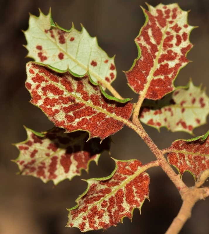 Holm Oak Felt Gall Mite