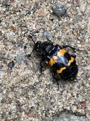 Nicrophorus tomentosus