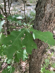 Quercus stellata
