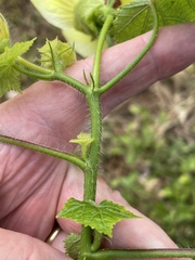 Abelmoschus moschatus