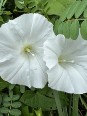 Calystegia
