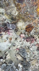 Polyplacophora