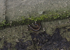 Asiomorpha coarctata