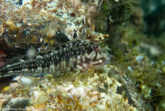 Scartella cristata