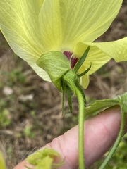 Abelmoschus moschatus