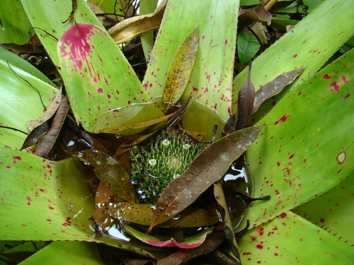 Neoregelia johannis, photograph 6