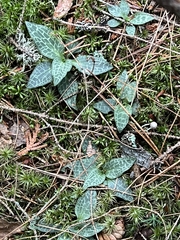 Goodyera repens