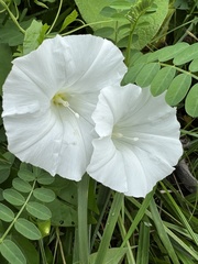 Calystegia