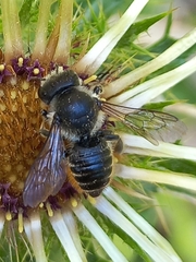 Megachile centuncularis