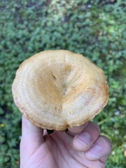Lactarius deliciosus