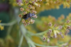 Stictopleurus punctatonervosus