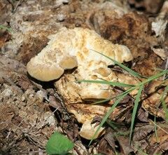 Pseudoinonotus dryadeus