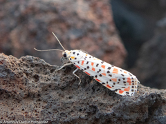 Utetheisa pulchella