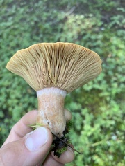 Lactarius deliciosus