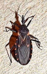 Triatoma sanguisuga