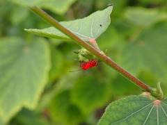 Dysdercus suturellus