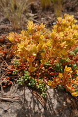 Sedum obtusatum