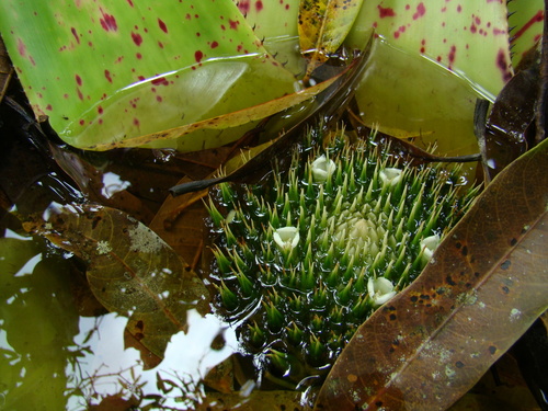 Neoregelia johannis, photograph 5