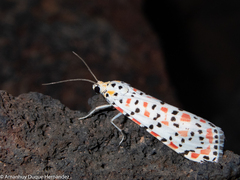 Utetheisa pulchella