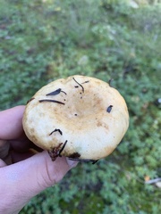 Lactarius deliciosus