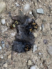 Nicrophorus tomentosus