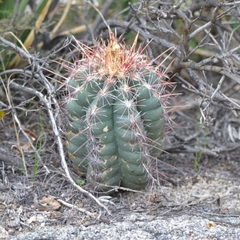 Thelocactus bicolor